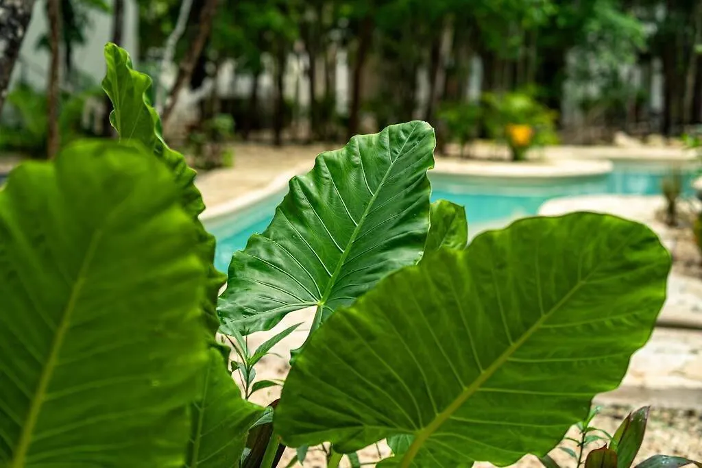 The Cozy Boho Nomad With Free Bikes Apartment Tulum Mexico